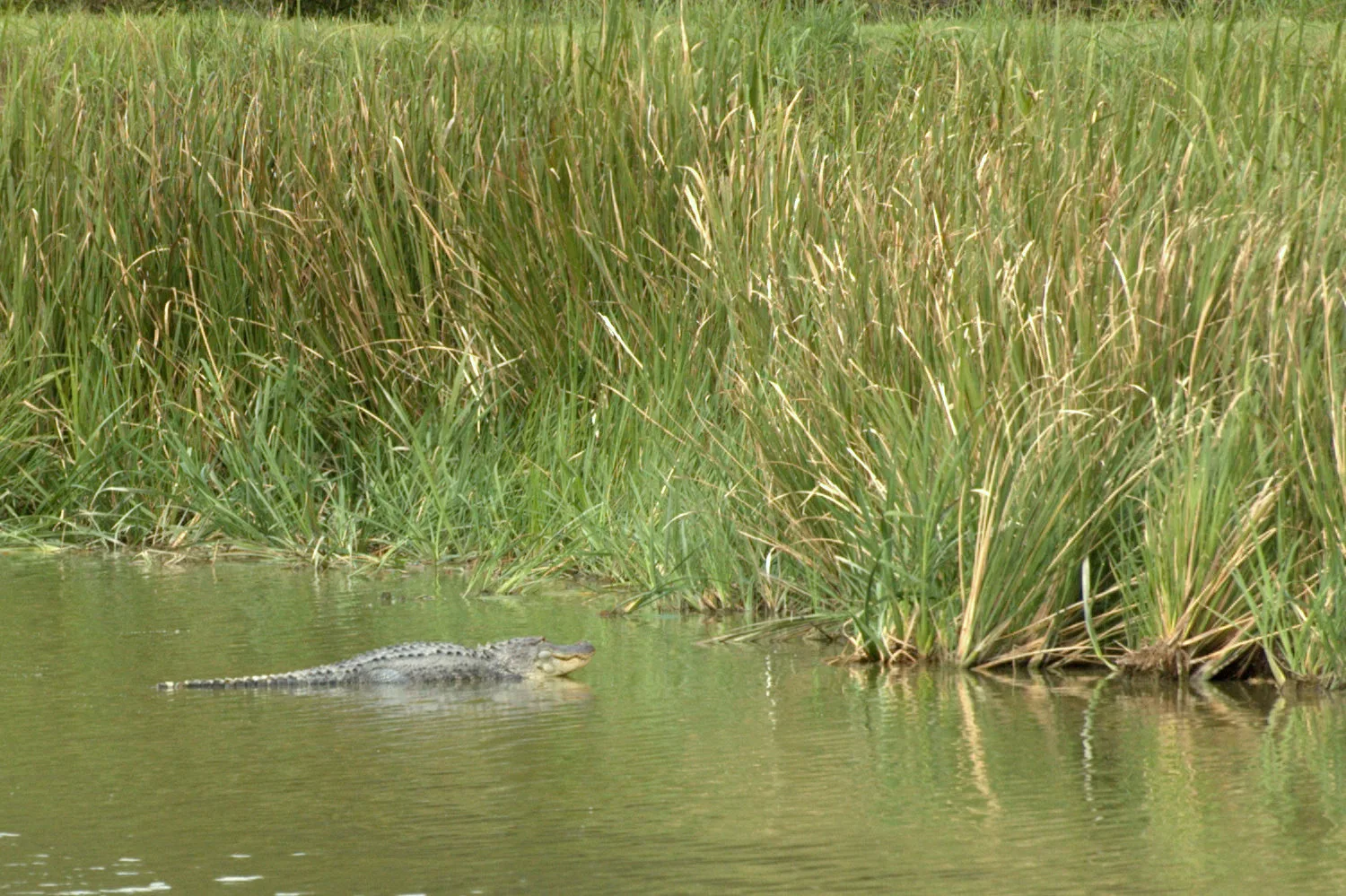 An American alligator in the water at Phinizy Swamp Nature Park in Augusta.