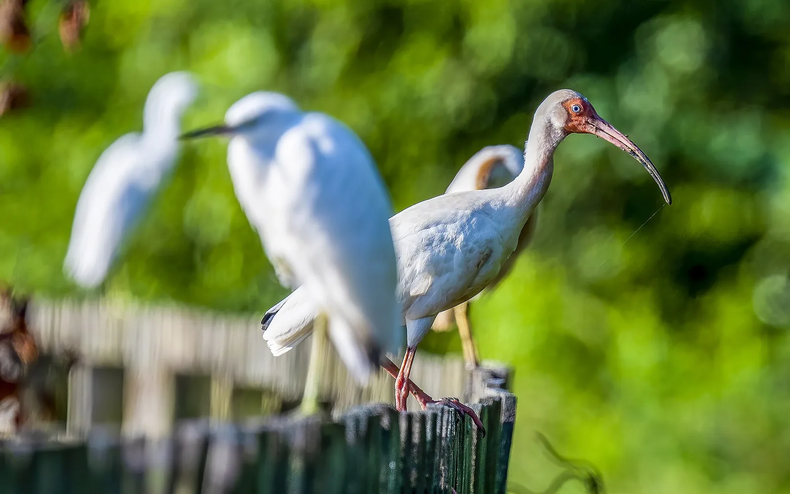 A white ibis and snowy egrets on a fence at Phinizy Swamp Nature Park in south Augusta.