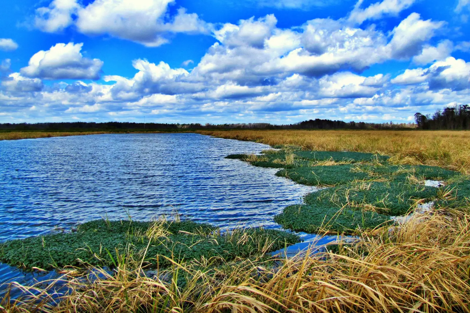 The floodplain wetlands of Phinizy Swamp Nature Park in Augusta.